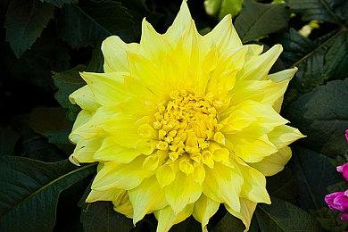 《霓虹之尾》Steam页面上线 开放世界动作RPG新游